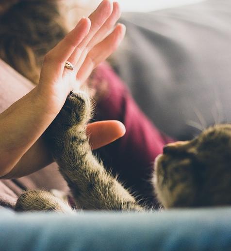 幼猫吃哪种猫罐头好,猫罐头挑选全攻略喂养不走弯路