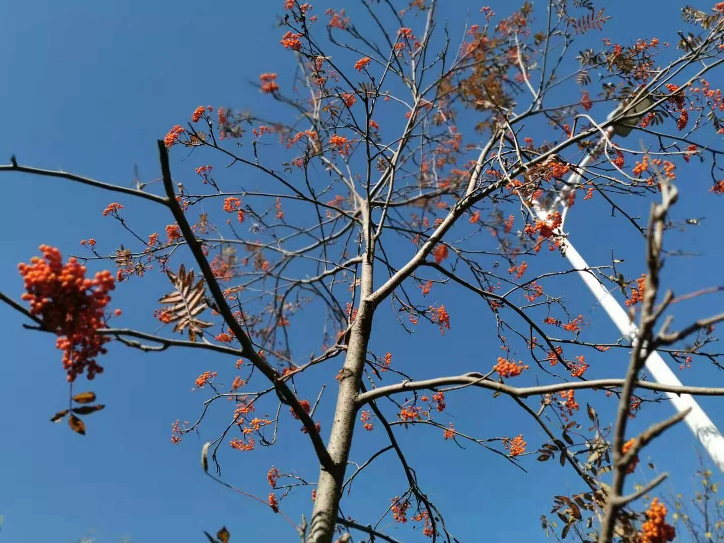 古朗月行解读唐李白,带拼音的古朗月行李白全文