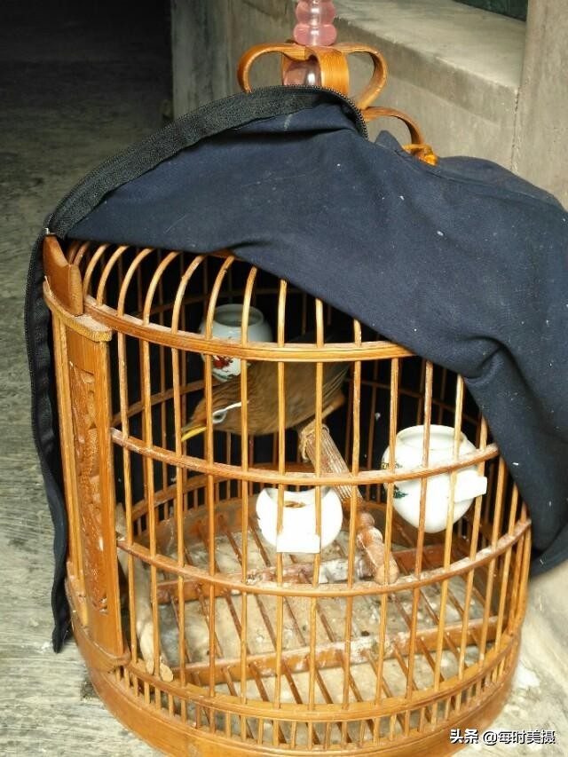 那一声声画眉啼脆惹人醉