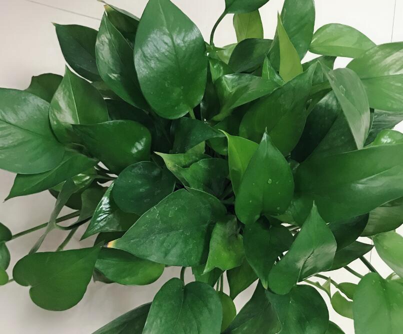 室内养的水培植物推荐,家里常见的水培植物