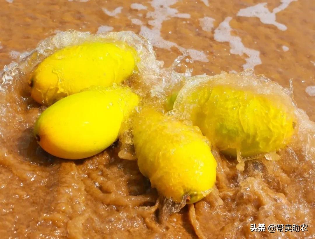 芒果季不能错过的芒果：汁多、肉Q、香甜，吃起来真的很过瘾！