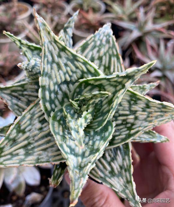 不起眼的芦荟，价值非常高，夏天止痒必备，有“它”不用怕蚊子