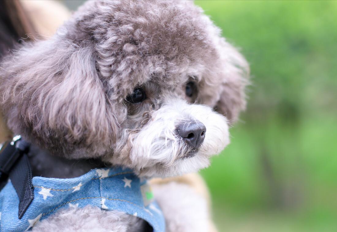 泰迪便秘怎么办,泰迪便秘可以吃香蕉吗