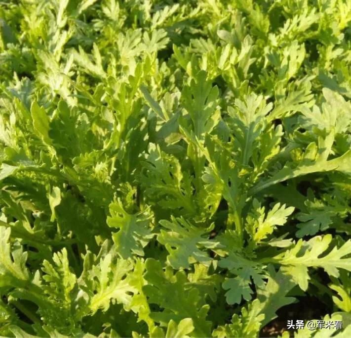 野外生存取饮用水方法,野外生存技巧之野外如何获得水