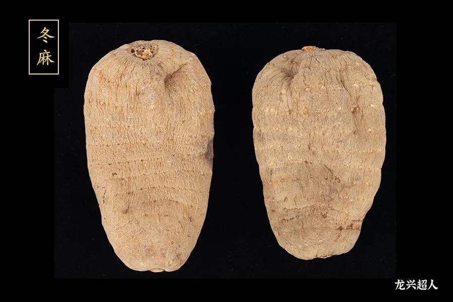 贵州道地药材天麻,道地药材天麻之乡