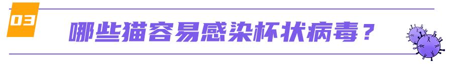 猫咪舌头有溃疡，怎么办？