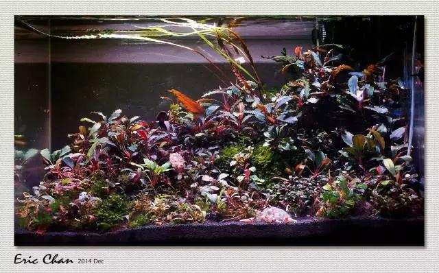 卡佩特k5辣椒榕为什么这么贵,辣椒榕k5为什么贵