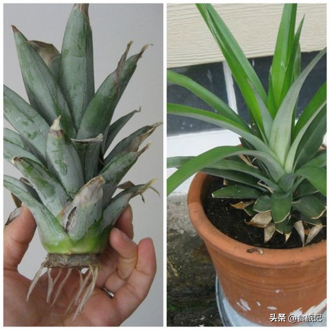 吃完的果核不要扔,吃完的水果核可以扔在土里吗