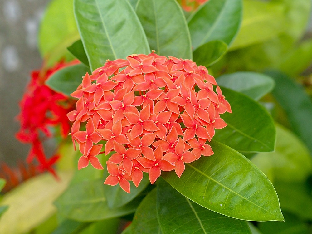 olympus濂ユ灄宸存柉e-m1markiii涓変唬,濂ユ灄宸存柉e-m1markii鍜宔-m1markiii