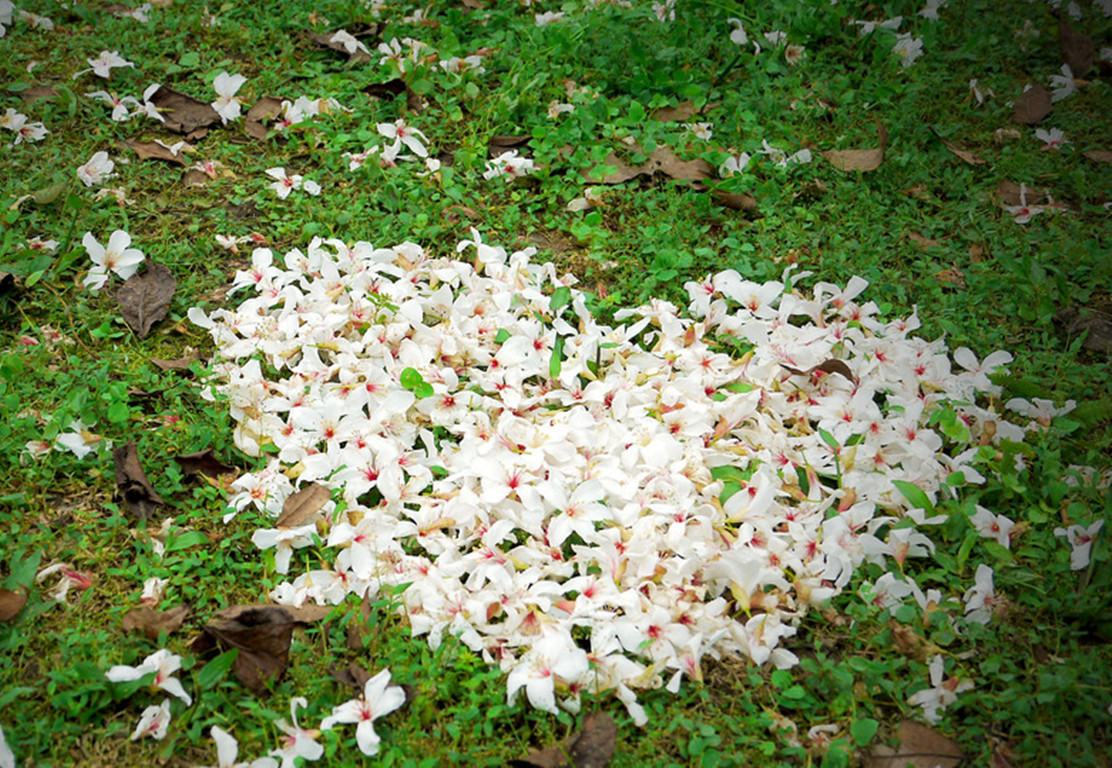 油桐树花开图片,油桐开花时间和方法