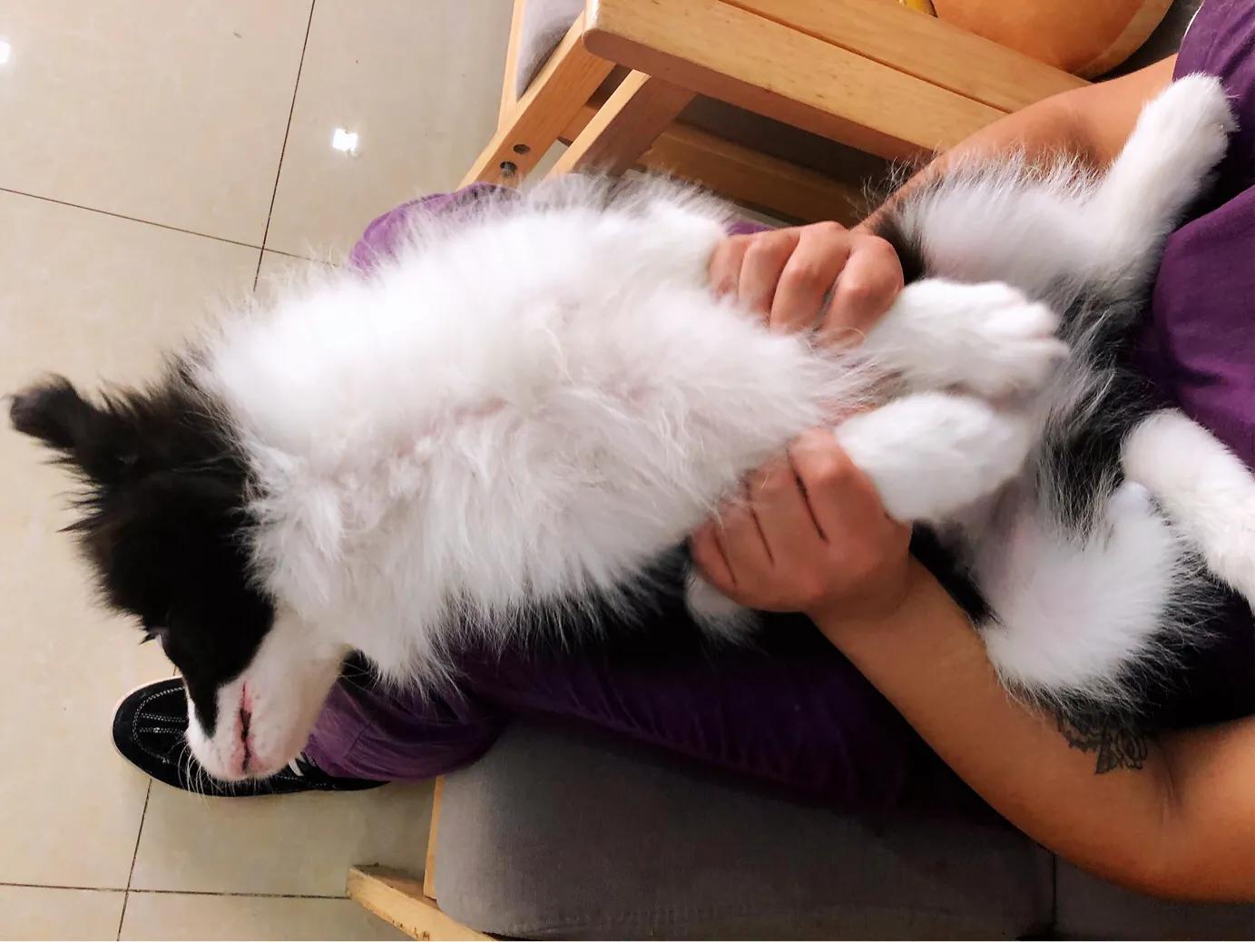 狗子刚到家一直哼唧是咋回事,狗子刚到家一直叫怎么办