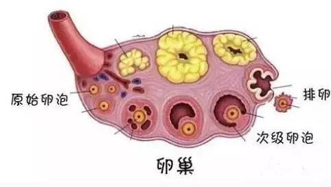 享生课堂：别想了，促排药物不是你想的那样