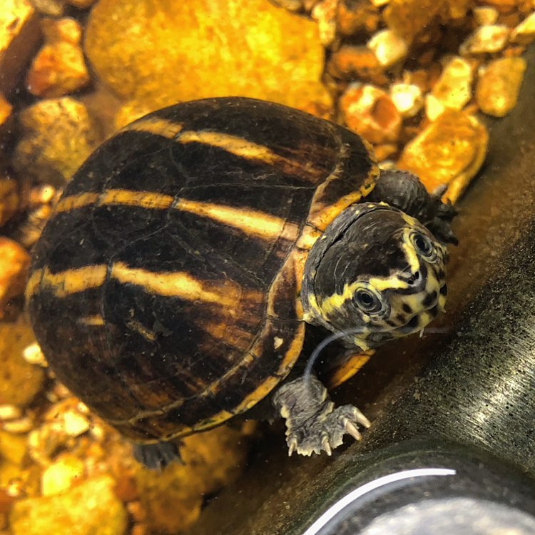 乌龟腐皮的症状是怎么样,乌龟腐皮好了皮肤是什么样