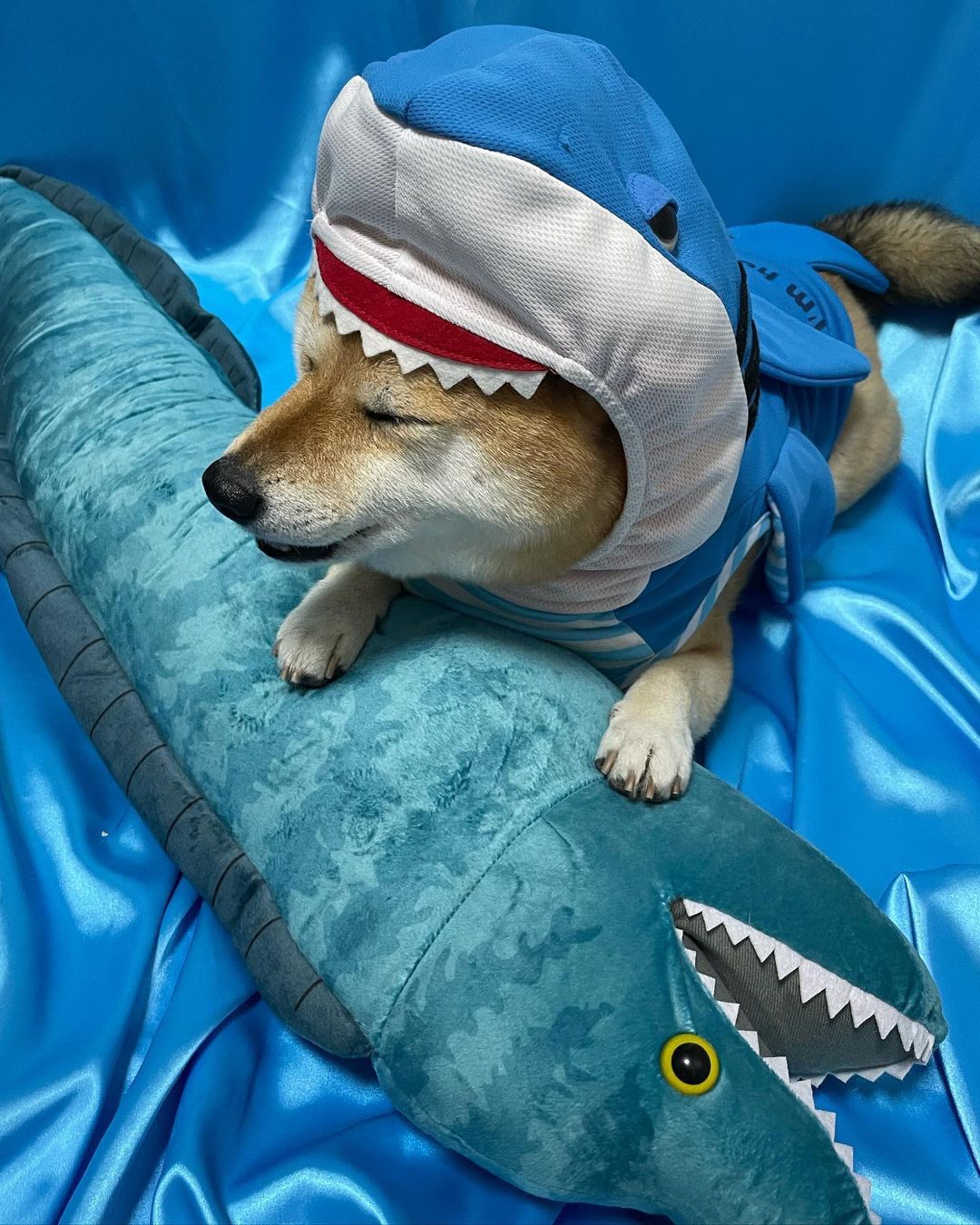 被砖头压住了!影帝柴犬超入戏25个连自己也骗倒的瞬间