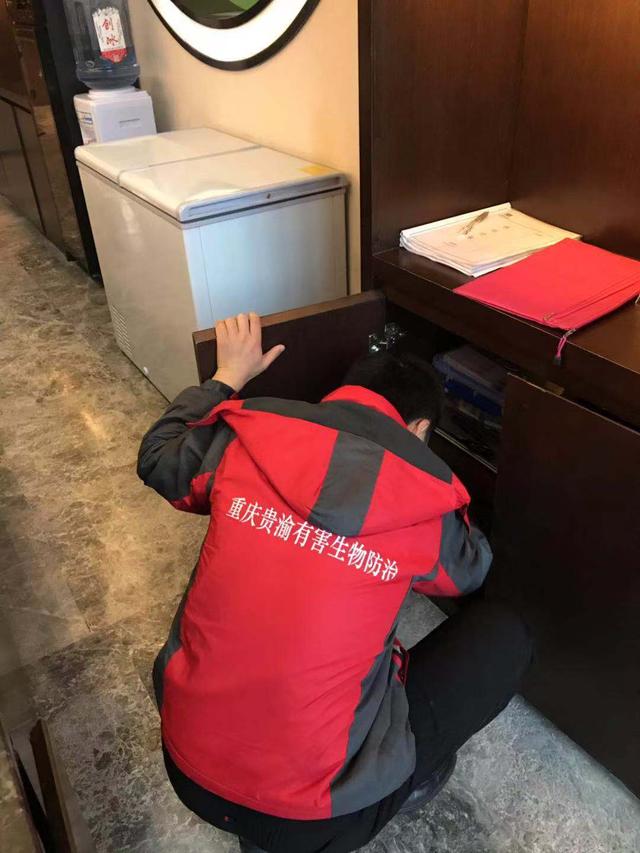 昆明灭鼠杀虫公司,重庆除虫灭鼠选哪家