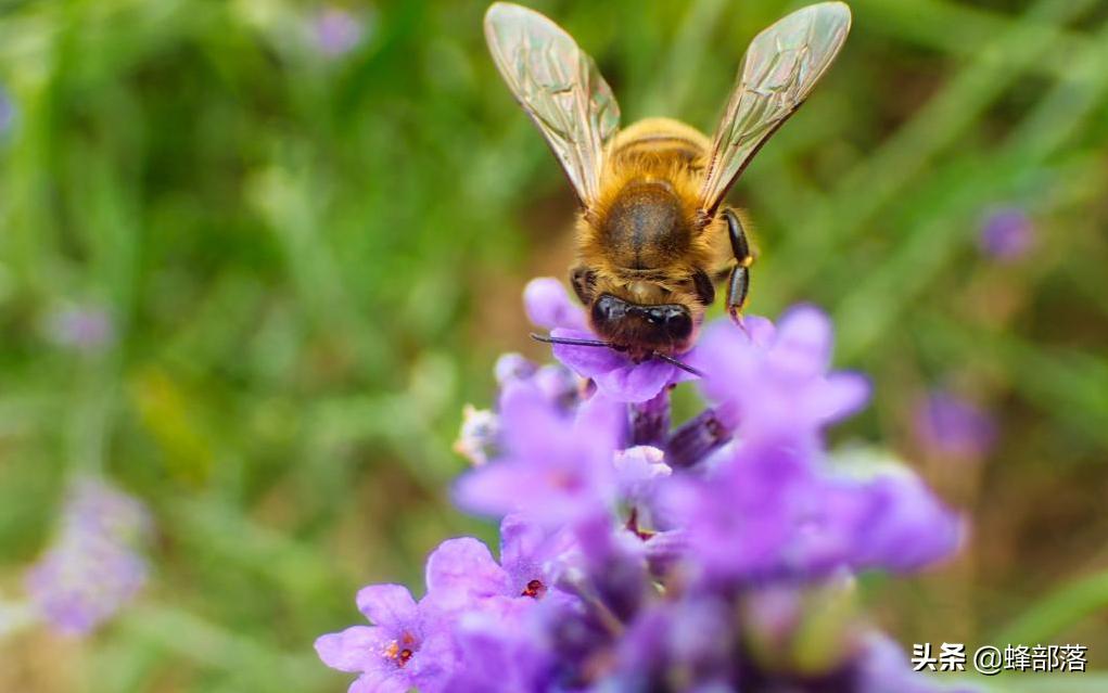 3元一斤的蜂蜜,一斤蜂蜜50元