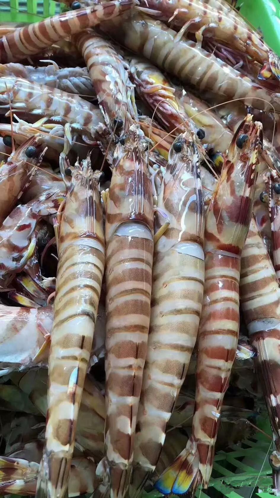 斑节虾是最好的虾吗,斑节虾如何保持它的嫩