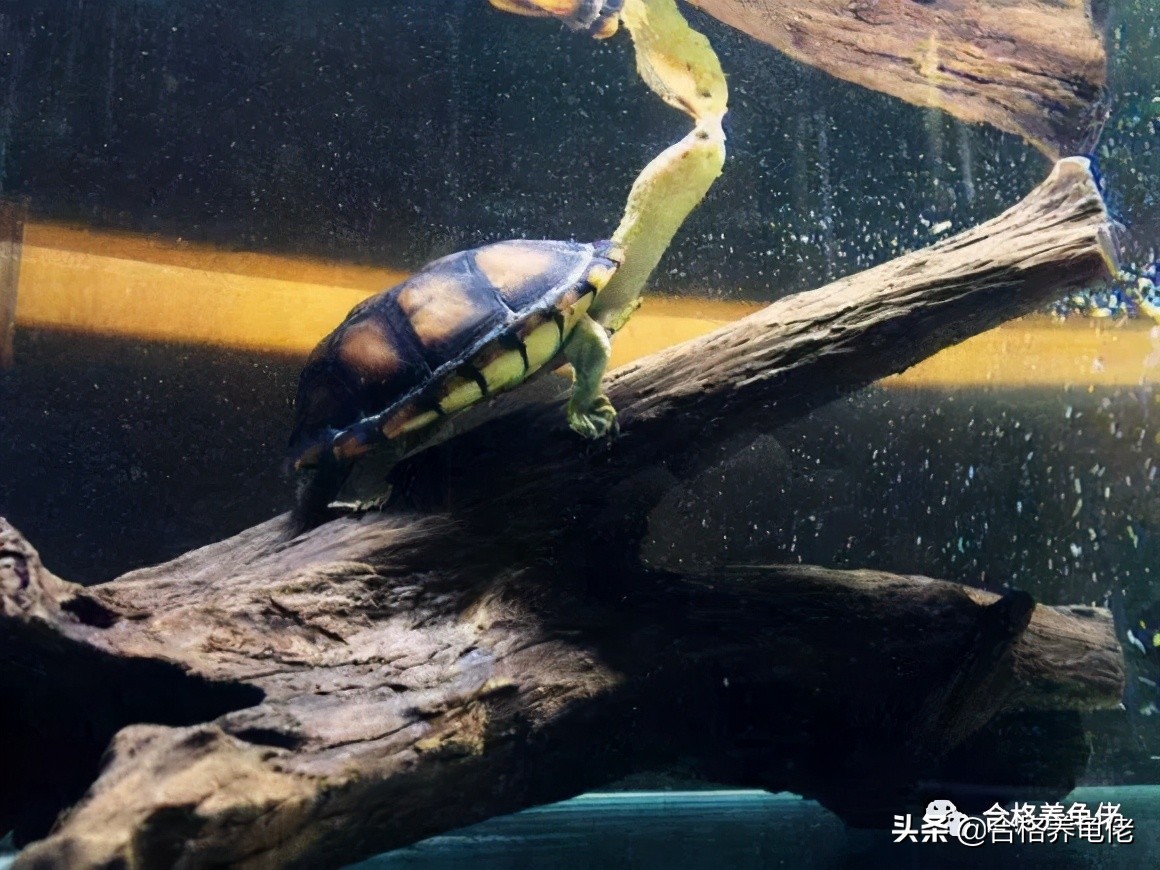 龟缸鱼腥味正常吗,龟缸有点腥气味正常吗