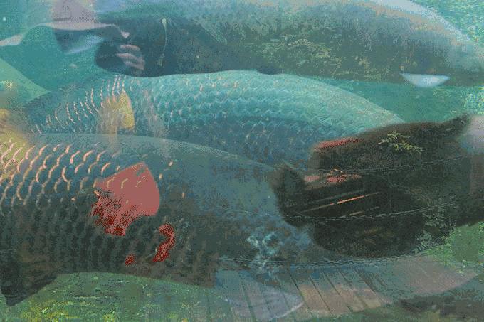 深圳南山区青青世界视频,青青世界深圳热带雨林