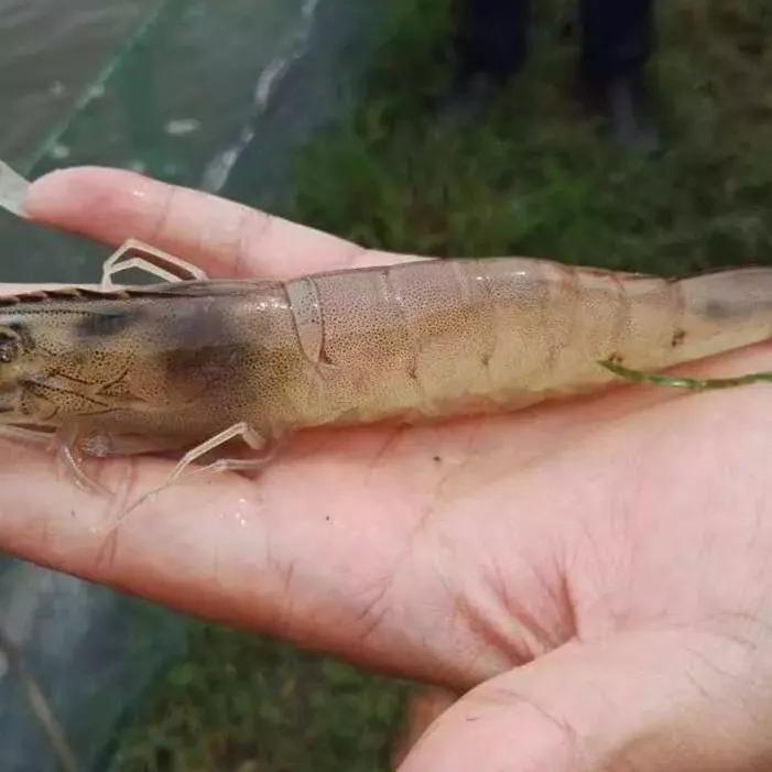 对虾发生空肠空胃,对虾空肠空胃掉苗怎么处理