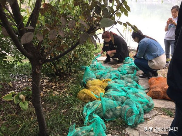 巴西龟有多凶残外来物种,巴西龟为什么是生态杀手