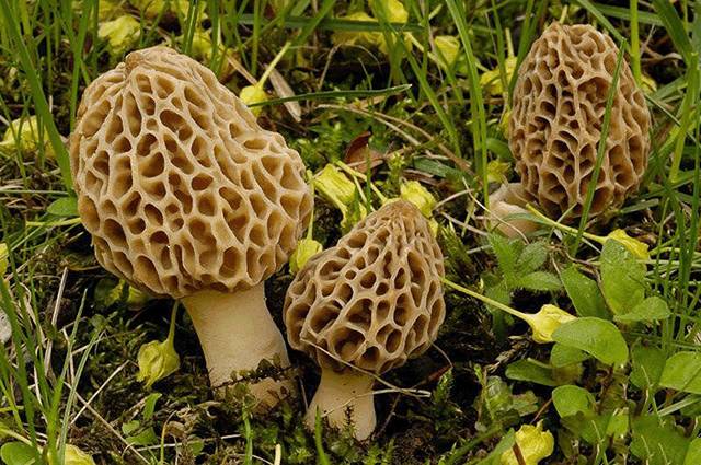 云南十六个州市的代表特色菜,云南省16州市特产排名