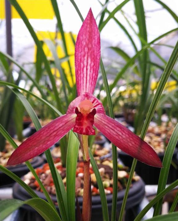 兰花品种大全莲瓣兰,兰花品种大全独脚兰