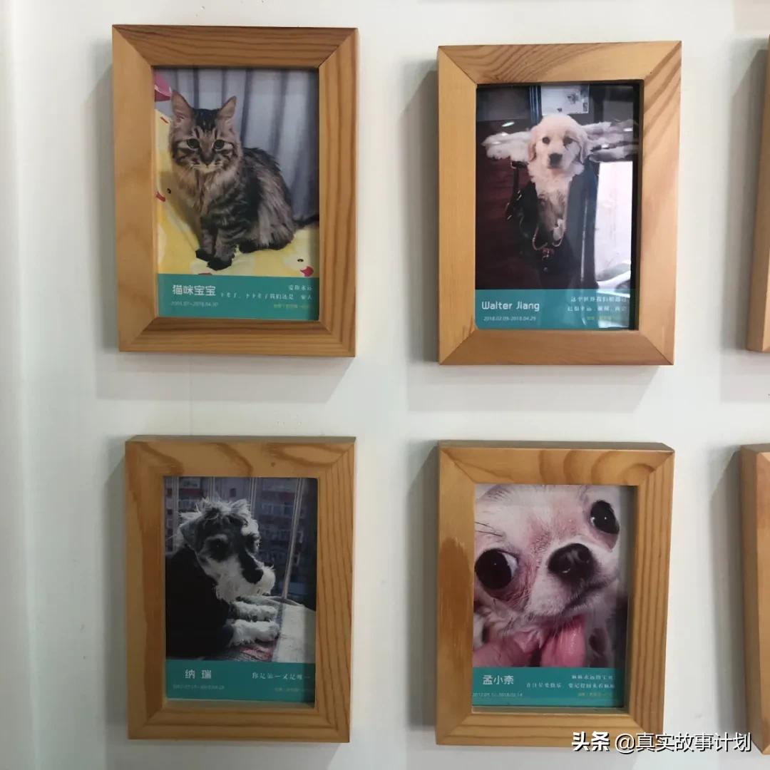 宠物殡葬会上门处理宠物尸体么,殡葬宠物火化