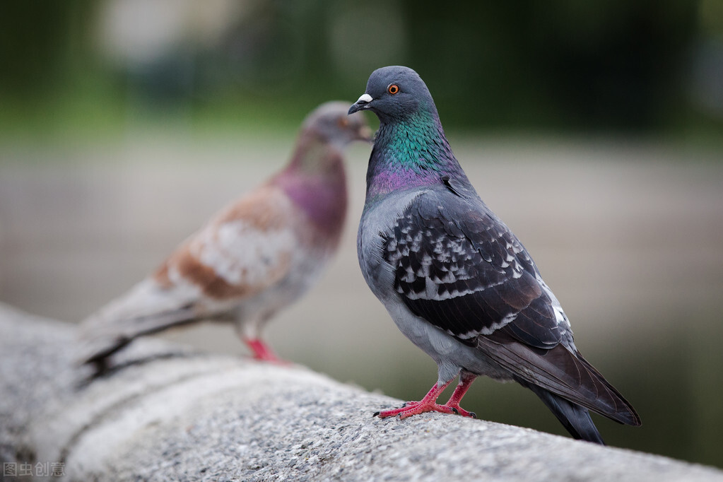 鸽子毛滴虫的综合防治措施