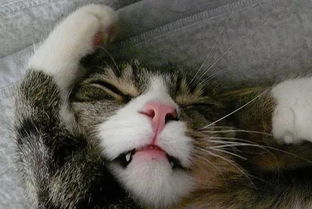 猫咪牙痛吃什么药,猫咪牙齿又黑又黄帮它刷牙不配合