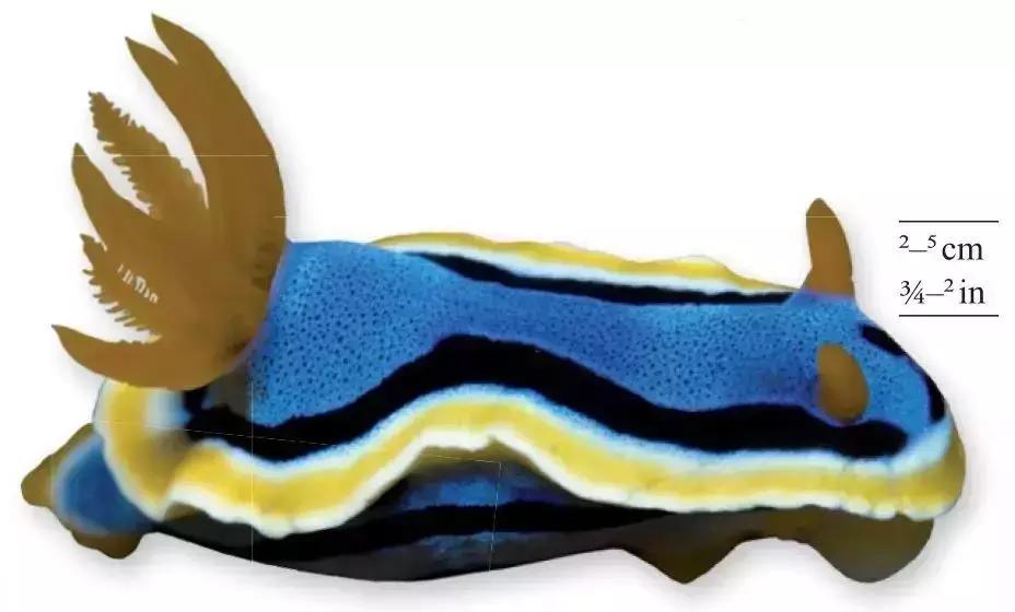 《DK博物大百科》上线啦！6.5折就可买到