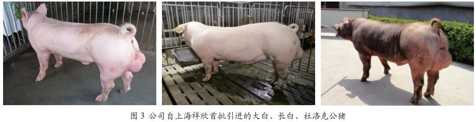 用优秀的公猪及精液产品为养殖者服务