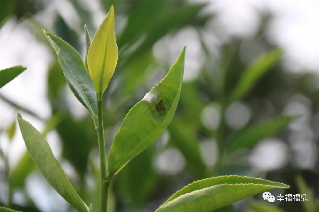 福鼎:茶林共生,这样的茶园真不错