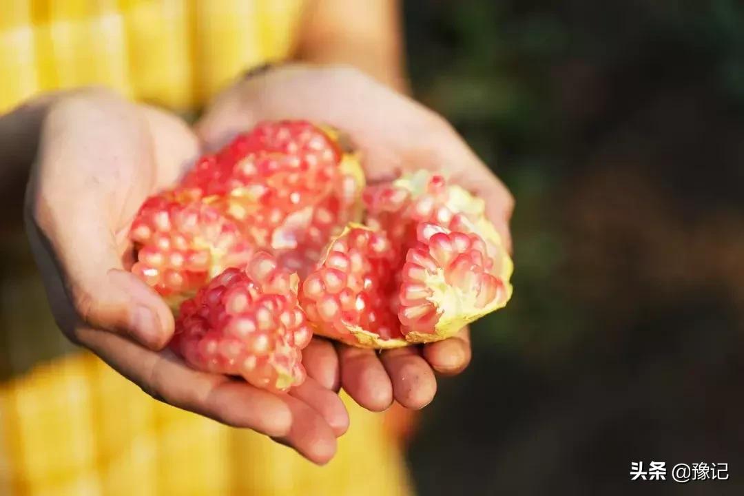 郑州软籽石榴哪个好吃又甜,在中国哪个地方的软籽石榴最出名