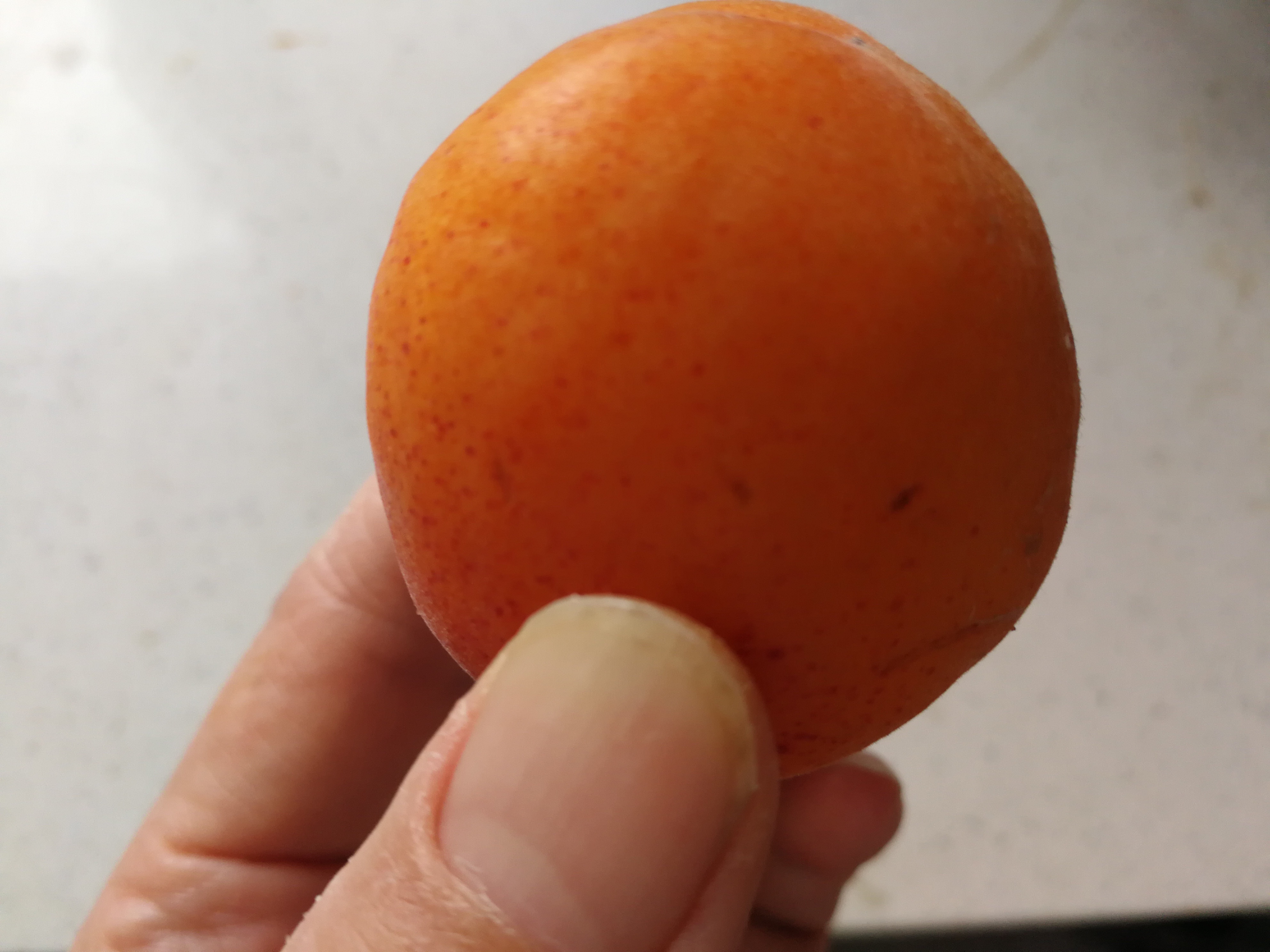 吃杏肉减肥吗,杏吃了可以减肥吗