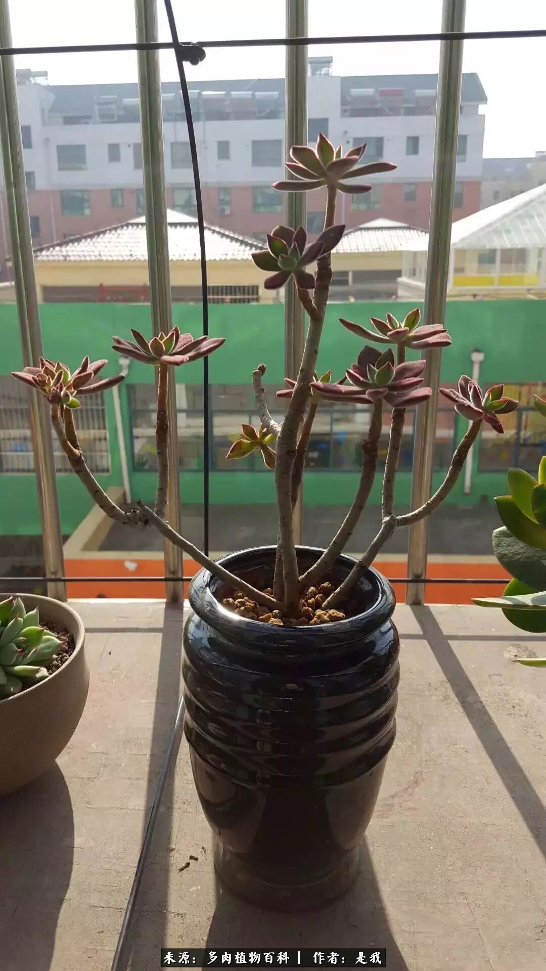 偶遇多肉的感言,偶遇山中多肉