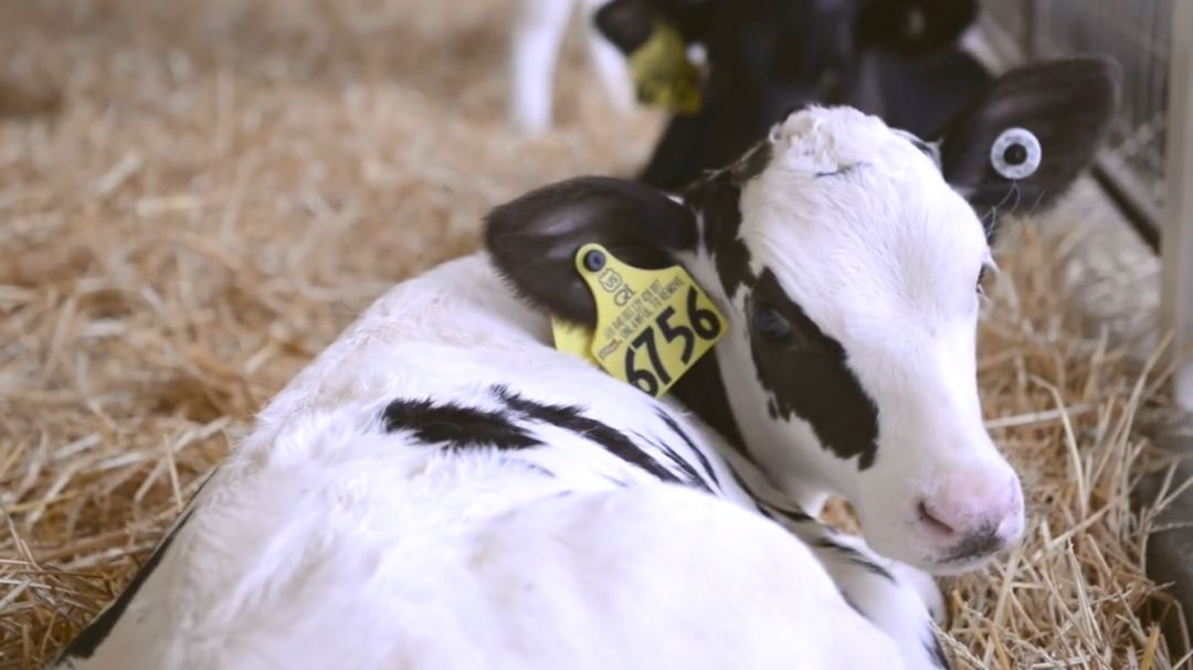 张廷青蒋丽丽：对哺乳犊牛应用抗菌素是否靠谱？