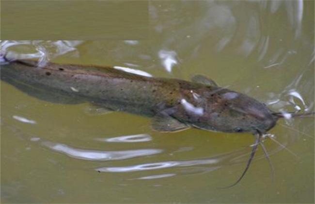 十大入侵最严重的鱼,入侵我国最惨的物种鱼