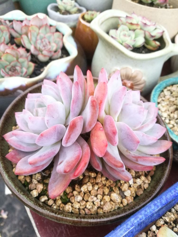 误打误撞的多肉情缘,带我走进多肉小世界!