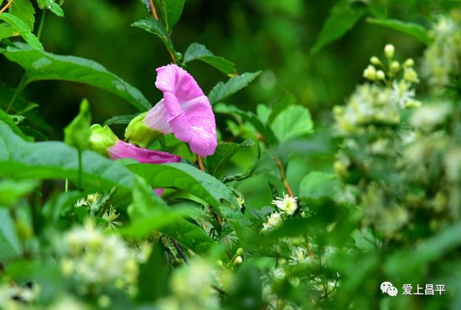 昌平游玩有山有水的地方推荐,昌平旅游攻略必去的地方
