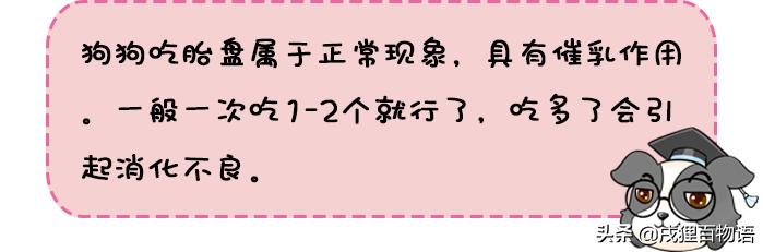 狗狗要生小狗了有什么症状,狗狗要生小宝宝时是什么现象