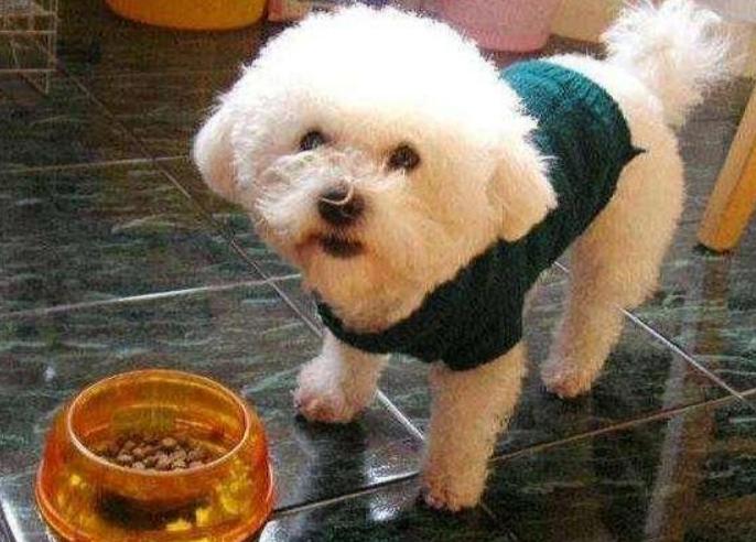 比熊泪痕怎么去除根治,比熊泪痕重怎么去除小妙招