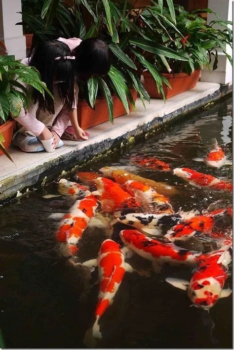 怎么训锦鲤最有效,锦鲤新手必备技巧