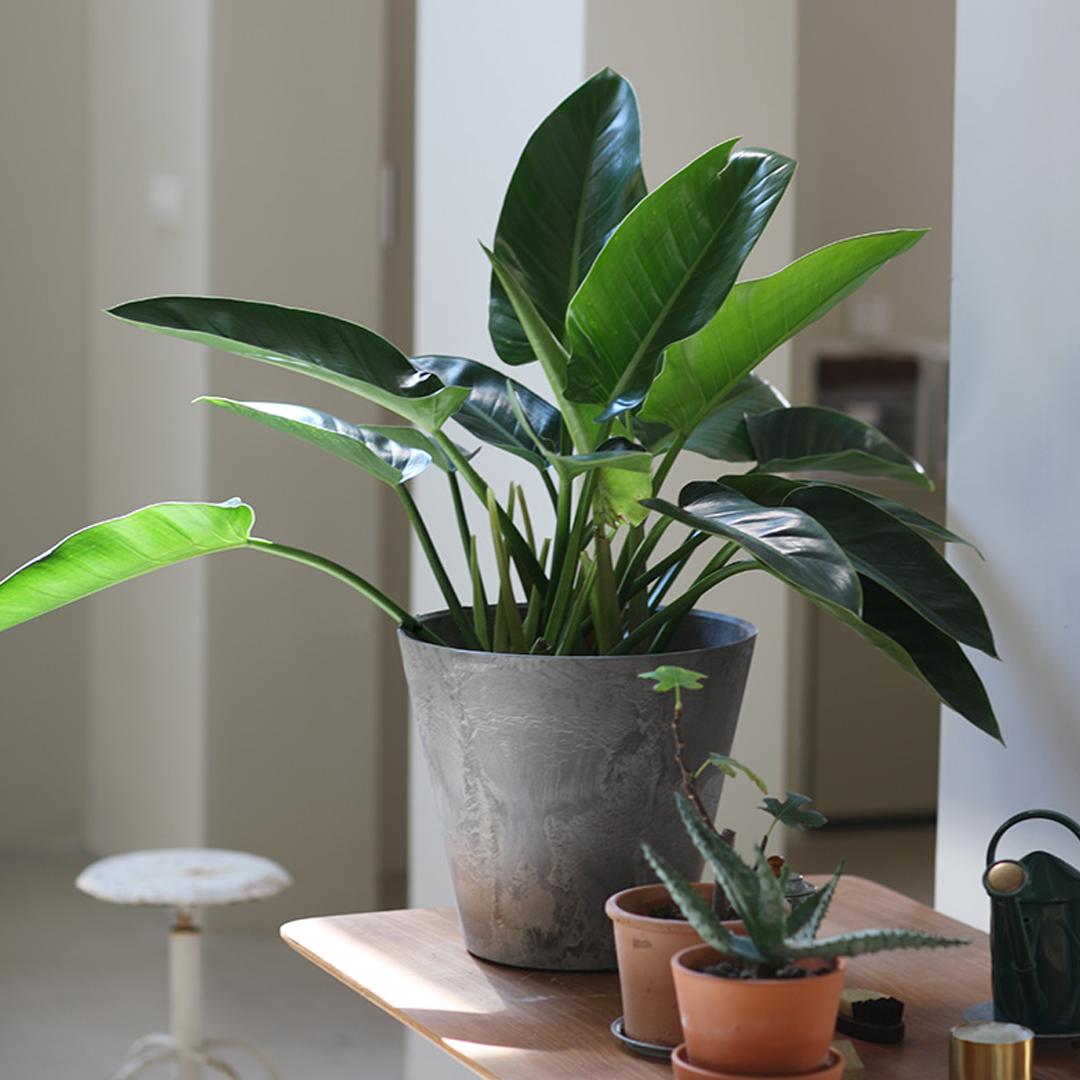 叶亮油绿大如象耳朵的绿钻，蔓绿绒这么养护，吉星高照满面春风