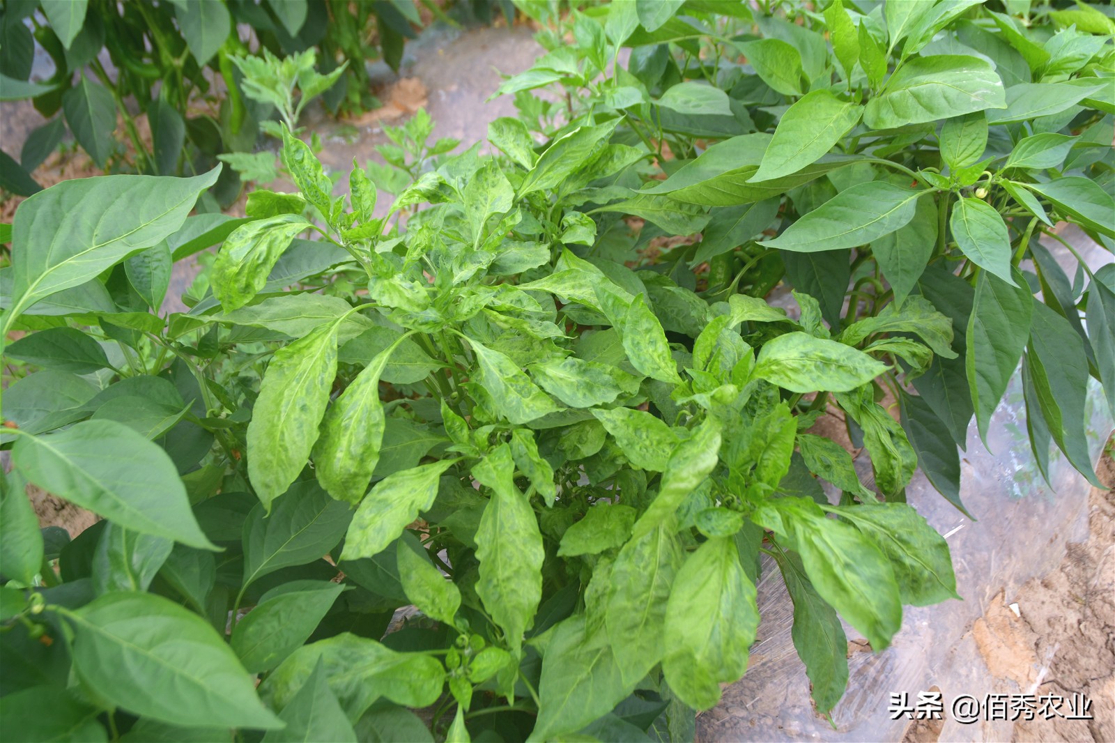 辣椒病毒病农业防治措施,辣椒病毒病最特效药