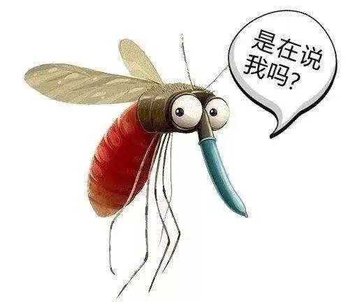 夏天被蚊子咬的烦恼,当夏天你被蚊子咬了怎么办