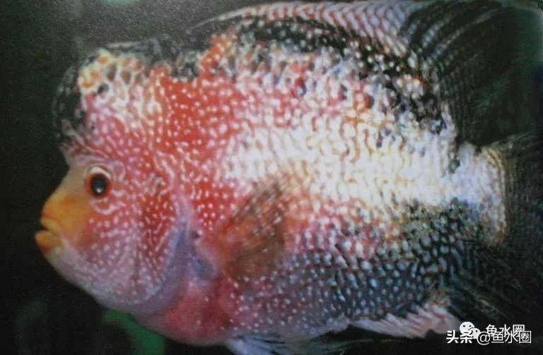 罗汉鱼身上亮片少是什么品种,罗汉鱼血麒麟和火凤哪个品种好