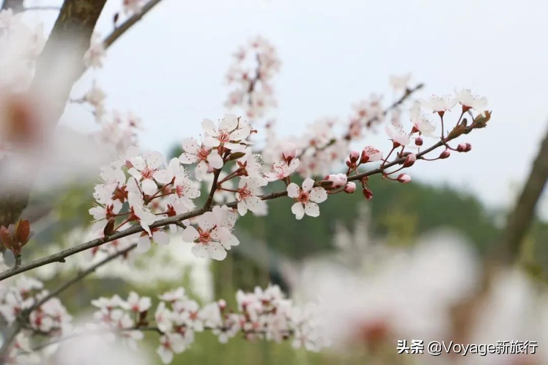 旅行民宿春天赏花,花海度假胜地