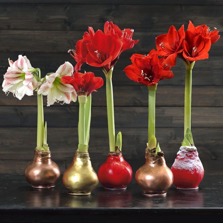 7种“美人花”，开花比脸大，生崽像“母猪”，种一颗生一窝