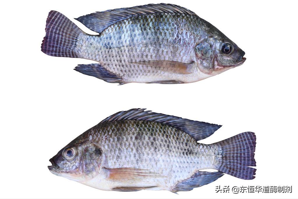 胶原蛋白肽用罗非鱼,罗非鱼胶原蛋白肽的功效与作用